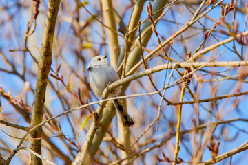 (Aegithalos caudatus), on the branches of a tree during spring.