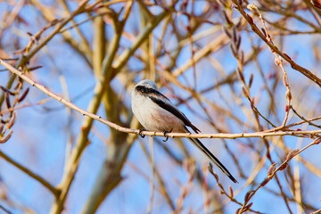 (Aegithalos caudatus), on the branches of a tree during spring.