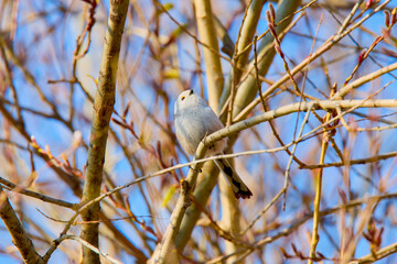 (Aegithalos caudatus), on the branches of a tree during spring.
