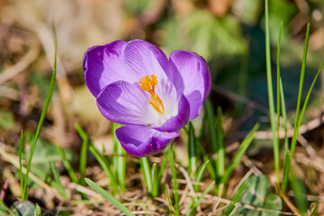 (Crocus heuffelianus, Crocus vernus) blooming in the grass at the beginning of spring.