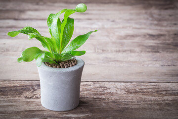 a little plant pots small decorative tree. Dorstenia Crispa