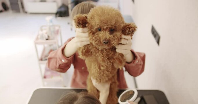 Groomer combs hair of small cute puppy poodle. Professional Pet groomer making cute Poodle dog haircut with scissors. The amusing canine sat calmly at the grooming salon or veterinary clinic.