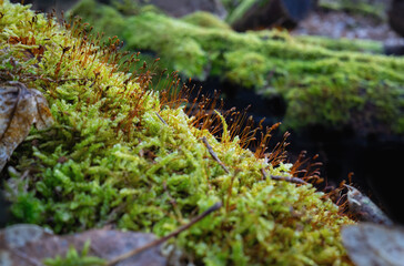 Moos am Waldboden und auf Holz