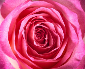 vintage tone of pink rose.