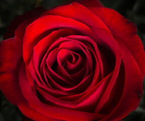 Valentine Red Rose.