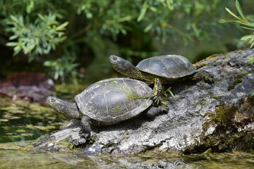Obraz premium turtles on a stone rock