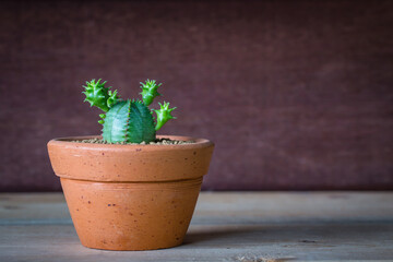 cactus in Clay pots. Euphorbia obesa