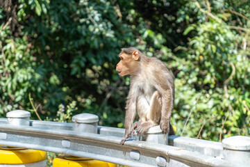 Surprised Monkey sitting on road side.