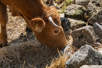 Rural scene of cows going about their life, eating, walking or relieving themselves behind the bars of their corral
