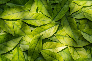 Leaves background. Seamless leaves pattern