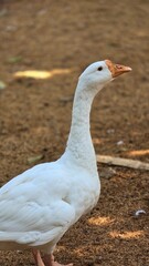 Duck