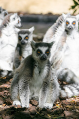 A group of lemurs huddled up, ring tailed lemur, Lemur catta