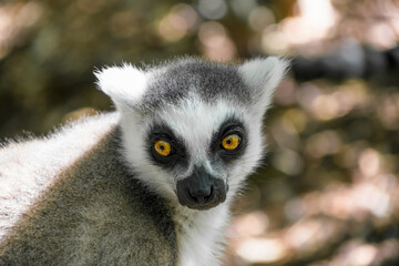 Naklejka na ściany i meble Close-up of a young lemur catta