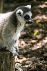Ring-tailed Lemur on a wooden post