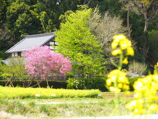 菜の花と花桃の咲く春の里山風景