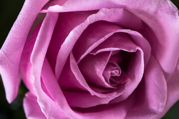 vintage tone of pink rose.
