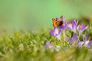 Aufnahme eines Schmetterlings, welche auf einer Krokusblüte sitzt.