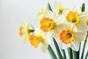 Fototapeta na wymiar Bright and Cheerful Daffodils Unveiled