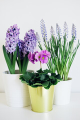 Beautiful fresh spring flowers such as hyacinth, primula and muscari in full bloom against white background.