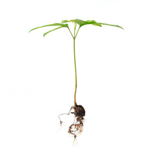 little plants. The concept of global warming`