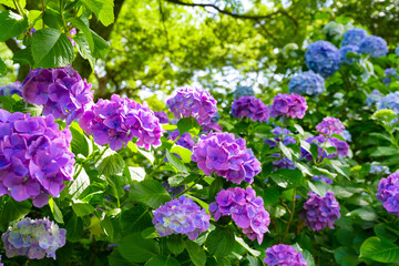 静岡県下田市　下田公園のあじさい