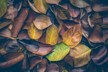 vintage color tone, Stack of dry leaves in autumn background.