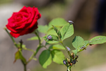 Selective focus Pentatomoidea Sitting on a red rose tree Insects with strong smelling glands are terrorizing flower gardens.