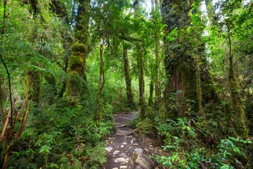 Foto op Plexiglas Rain forest © Galyna Andrushko