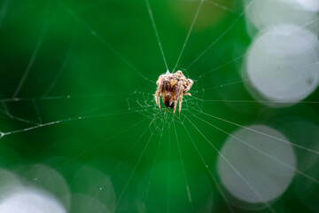 closeup a fat, fluffy spider clinging to a web The background is green and has beautiful bokeh.
