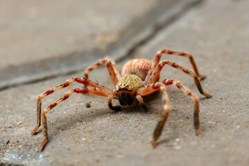 Selective Focus A large, red-haired, menacing-looking arachnid lay on the ground. See the amazing details of the spider.