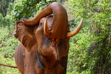 Close-up of a large muddy elephant with beautiful tusks on an elephant farm in the forest of...