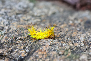 Close-up of a yellow caterpillar with sharp, poisonous thorns lying on a rock.