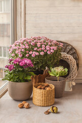 Harvest nuts  on a background of bushes chrysanthemums