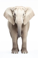 Fototapeta premium African Elephant Isolated, Big Africa Animal, Gray Elephant on White Background