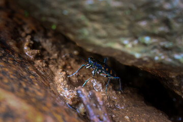 closeup Cicindela aurulenta, a small, fierce-looking, blue, orange-patterned Insect hiding in the crevices of the rocks Beautiful insect in a humid forest along a river in Thailand.