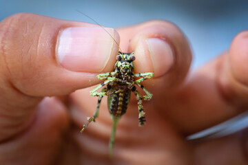 close up Trachyzulpha Katydid in hand grasshopper with a speckled pattern resembling military camouflage. Looks beautiful and unusual, hard to find. Grasshoppers in Thailand