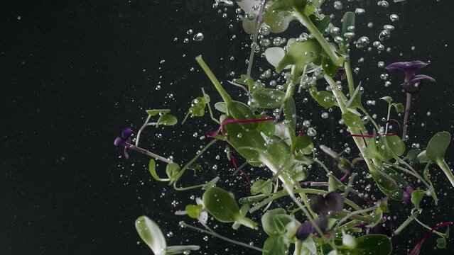Microgreen falling in crystal clear water. Slow motion static shot of fresh organic microgreen falling in clean water and floating on surface on black background