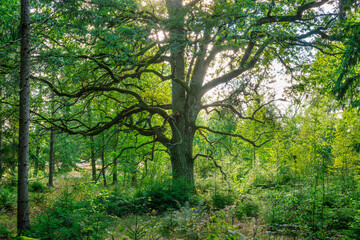 trees in the forest