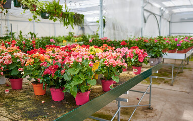 Garden center bussiness. Begonia flowerpot on sale inside the greenhouse of a plant nursery. Decorative flowers for the garden.