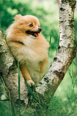 Pomeranian Spitz close-up against a background of green grass and bushes