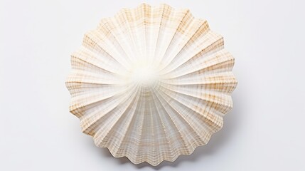 Sea shell on white background.


