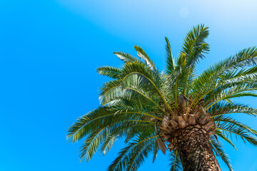 Upward view of a palm tree's lush fronds against a bright blue sky, offering a tropical vibe and a sense of vacation