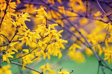 Spring nature background Blossoming trees, close-up of Forsythia flowers