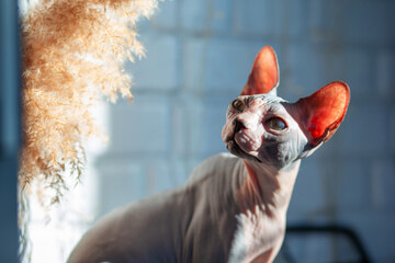 A graceful bald Canadian Sphynx cat looks up. Sphynx cat in hard sunlight at home. Curious cat...