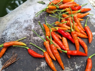 Freshly harvested cayenne pepper in vegetable garden.