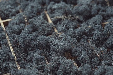 Reindeer moss in a wooden box. The cells of a wooden box are densely filled with dark lichen. Floral decor.