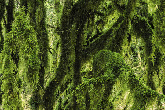 Enchanted moss-covered trees in Torla, Spain