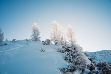 snow covered trees