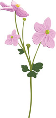 Japanese anemone floers vector