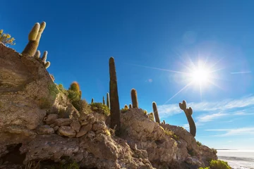 Foto op Plexiglas Cactus in Bolivia © Galyna Andrushko